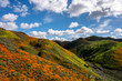 California poppies color the hillside on a beautiful cloudy day in  Lake Elsinore, California.