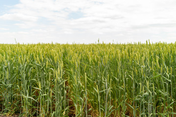 Green farm, landscape with crop of wheat on field in spring