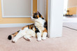 © Kristina Blokhin - Closeup of cute old calico cat lying down by yellow orange wall on carpet floor in home, house or apartment with white fur