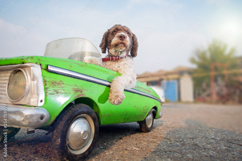 cute dog driving small retro car - obrazy, fototapety, plakaty 