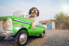 Cute Dog Driving Small Retro Car