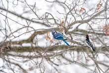 Closeup Of Two Birds Perched Together With Blue Jay, Cyanocitta Cristata, And Downy Or Hairy Woodpecker Sitting On Oak Tree Branch During Winter Snow In Virginia