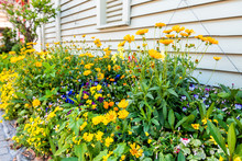 Many Yellow Orange And Blue Flowers In Large Flower Pots Flowerpots Or Flowerbed Decoration On Street In Town By Wooden House With Pattern Of Vibrant Vivid Colors