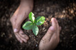 canvas print picture - Hand protects seedlings that are growing, Environment Earth Day In the hands of trees growing seedlings, reduce global warming, concept of love the world.