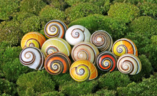 Snails : Polymita Picta Or Cuban Snails One Of Most Colorful And Beautiful Land Snails In The Wolrd From Cuba , Its Known As "Painted Snails", Rare, Endangered Species And Protected.