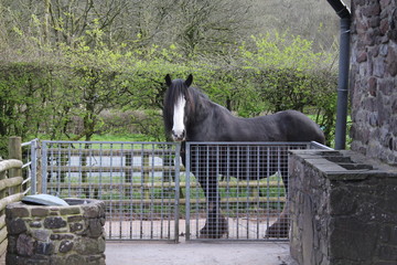 Wall Mural - horse in a stable