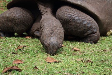 Canvas Print - giant tortoise seychelles