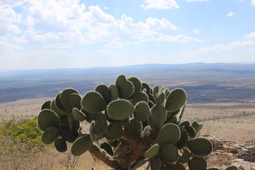 Wall Mural - Cactus