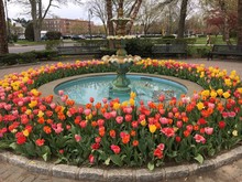 Colorful Tulips Around A Round Fountain On A Spring Day In Garden City, Long Island, NY..