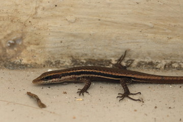 Poster - seychelles skink