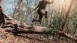 © sutadimages - Image of Athlete trail running, runner running on hill.