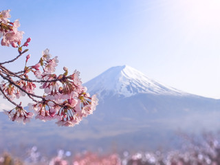 Japanese sakura cherry blossoms flowers in bloom with the Fuji mountain and Kawaguchi lake in background.