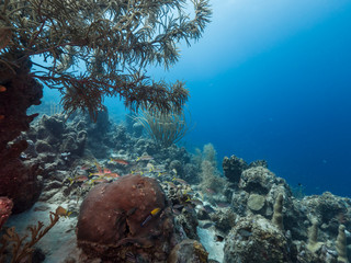 Wall Mural - Seascape of coral reef in the Caribbean Sea around Curacao at dive site Mako's Mountain with various corals and sponges