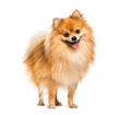 © Eric Isselée - Pomeranian, 2 years old, in front of white background