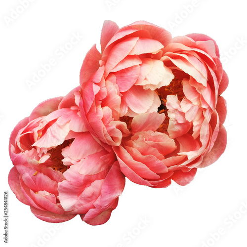 Fotografering  Coral Charm peony flower in bloom isolated on white background