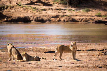 Wall Mural - Lions walk along the bank of a river