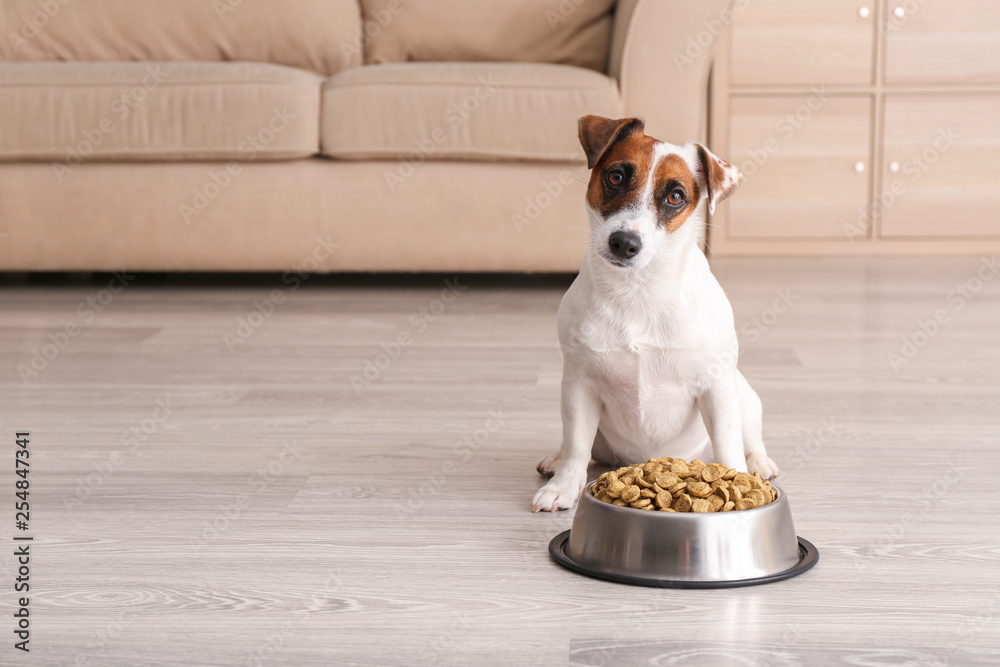 Cute funny dog near bowl with dry food at home - obrazy, fototapety, plakaty 