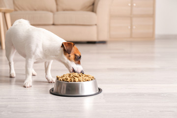 Cute funny dog near bowl with dry food at home