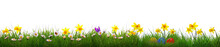 Green Grass And Yellow Narcissus Field .Colorful Easter Eggs.