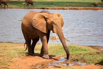 A red elephant drinks water from a water hole