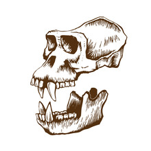 Garrile Monkey Skull