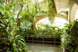 Tropical greenhouse glasshouse sunny interior full of natural lush green rain forest plants.  Indoor decorative plants. Botanical garden conservatory. Modern interior design.