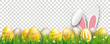 Frohe Ostern Banner mit goldenen Ostereiern, Hasenohren und Gras auf  transparentem Hintergrund