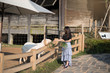 © dekliyngkaea - Women feeding sheep in the farm.