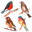 Set of birds. Watercolor