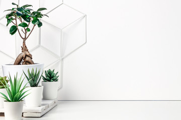 Desk at white empty wall with space for text. Copy space. Green succulents, bonasi and metal geometric decoration.