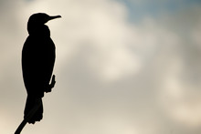 Great Cormorant -  Phalacrocorax Carbo On A Branch Against The Light Against The Sunset Sky, , Bird