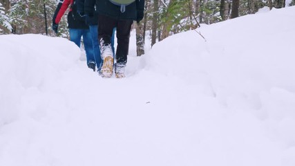 Wall Mural - A group of travelers with backpacks on their shoulders walks through a winter forest covered with snowdrifts in a natural park. Slow motion.