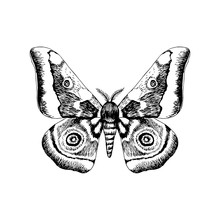Hand Drawn African Emperor Moth - Gonimbrazia Zambezina