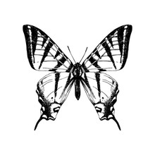 Hand Drawn Western Tiger Swallowtail Butterfly