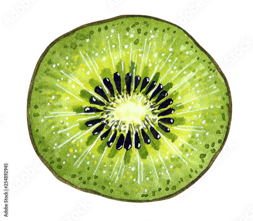 Kiwi fruit round slice. Cartoon style. Hand drawn watercolor