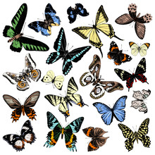 Hand Drawn Butterflies Collection