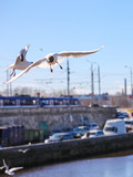 Fototapeta Pomosty - Seagulls