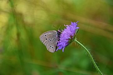 Butterfly, beautiful animal hatched from an ugly caterpillar, frame in summer