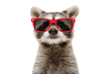 Wall Mural - portrait of a funny raccoon in sunglasses isolated on white background