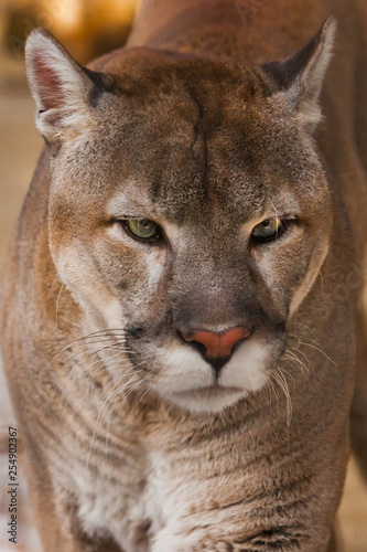 acheter un puma animal acheter un puma animal