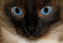 Portrait Of Angry Angry Siamese Cat Close-up.
