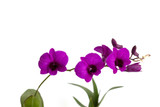 Fototapeta Storczyk - Dendrobium orchids violet on white background