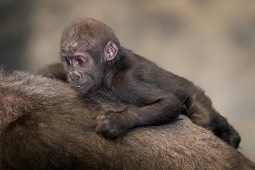 Baby female gorilla against mother