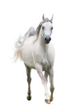 Fototapeta Konie - Beautiful arabain horse