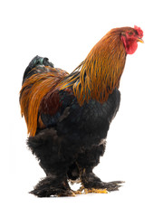 Sticker - rooster Brahma isolated