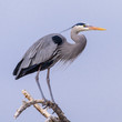 Great Blue Heron Perched on a Tree Limb.