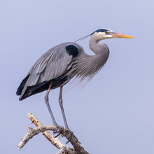 Great Blue Heron Perched On A Tree Limb.