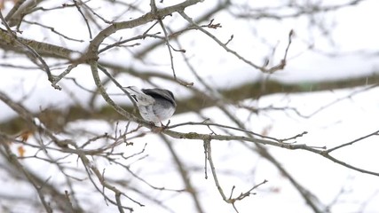 Wall Mural - Dark-eyed junco small bird closeup perched sitting on oak tree during winter snow in Virginia flying away jumping