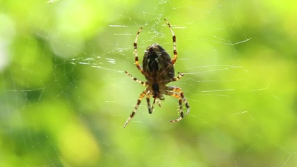 Closeup view of spiderweb and spider isolated at blurry foliage bokeh background of trees growing in forest. Real time full hd video footage.