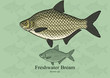 Freshwater Bream. Vector illustration with refined details and optimized stroke that allows the image to be used in small sizes (in packaging design, decoration, educational graphics, etc.)